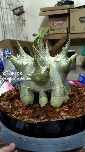 Unique Indoor Plant with Finger-like Growth Patterns