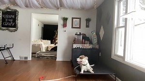 18 reactions | Draimann being introduced to place Great work bud | Imprinted Paws | Facebook