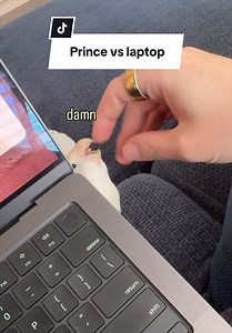 Prince the Bird vs Laptop: Hilarious Sunday Antics
