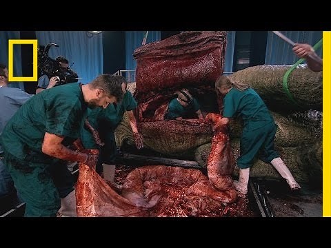 The Gross Stuff | T.rex Autopsy: Behind the Scenes