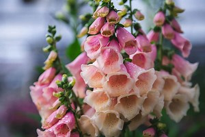 Foxglove | Petitti Garden Centers