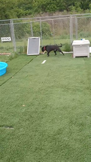 Tux, stealing hearts one command at a time! If you're looking for a mature dog that already has the basics down, Tux is your diamond waiting in the rough! Please call the office at 3048459770 for questions on specific animals or more information. You can submit an application at www.mcwvanimalshelter.com. Once we review your application, we will give you a call to schedule your appointment to come meet them. We are open 6 days a week and can do same-day adoptions if your application has already 