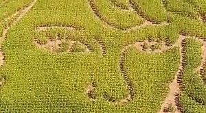 Labirynt w kukurydzy z twarzą Taylor Swift