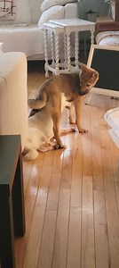 DC Shiba Inu Rescue (DC SIR) on Reels