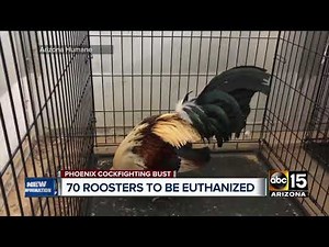 70 roosters to be euthanized after cockfighting bust