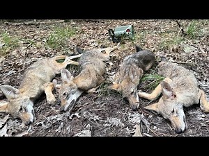 PART 2! Coyote Hunting Arkansas w/ Torry Cook of MFK Game Calls and Close Encounter Outfitters! 4K