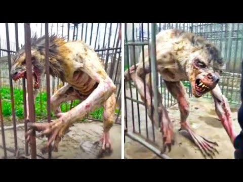 Rare Animal Hybrids People Have Only Seen Once