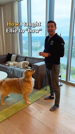 Golden Retriever Life on Instagram: "Teach your dog to take a bow on cue! This adorable trick is the perfect finishing touch when showing off your dog’s skills. ⭐️ SAVE THIS POST for future reference Trick training, such as bow, is likely to increase flexibility, improve balance, and boost your dog’s confidence in you. Step 1: Lure with a treat diagonally between your dog’s legs. Mark (clicker or “yes”) for the slightest weight shift. Bring back into a stand for the reward. Step 2: Lure further 