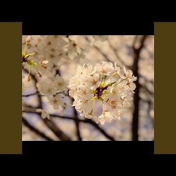 Goodbye Spring (Lofi Remix)