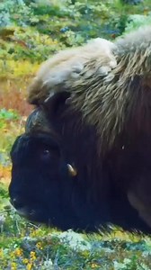 3.9K views · 111 reactions | DYK Musk ox are “harem breeders,” where...