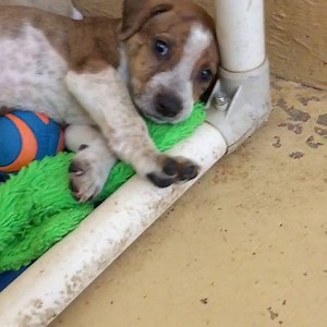 3.8K views · 190 reactions | Hurry down and meet the #H109s before they all get adopted up! #mauihumanesociety #adoptustoday #puppylove #poidogpuppies | Maui Humane Society | Facebook