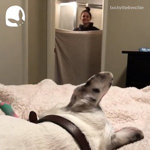 177K views · 2.6K reactions | Show us your #whatthefluffchallenges | Lovimals | Facebook