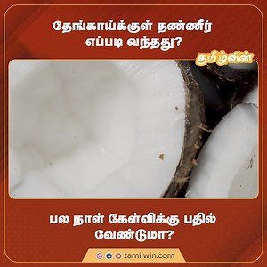 2.3K views · 27 reactions | தேங்காய்க்குள் தண்ணீர் எப்படி வந்தது ? பல நாள் கேள்விகளுக்கு பதில் வேண்டுமா ? #coconut #nature #coconutwater #organic #findit #usefull #tamilwin | Tamilwin | Facebook