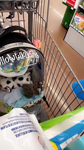 My friend Gaitlyn Rae told me safety first 🐒💜 #tiki #safetyfirst #gaitlynrae #safety #seatbelt | That Kiteboard Couple