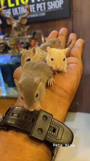 Mongolian gerbils available PETS HIVE store .. contact : 9746230073 | PETS HIVE | Facebook
