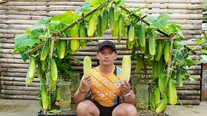 99K views · 904 reactions | Harvesting Huge Cucumbers with This Easy Method | Great DIY Idea | Facebook