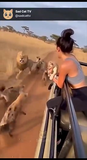Lion Gives Cub to Woman in Moving Car to Escape Hyenas! 😱🦁 . . . #viralreelschallenge2025viralreelschallengejaiviralreelschallengeviralreelschallenge #fypシ゚viralシ #reelschallenge #AI #dog #viralreelsシ #usa #pitbull #animals #dailylife #usareels #leopard #USAToday.... | The Legends Forever
