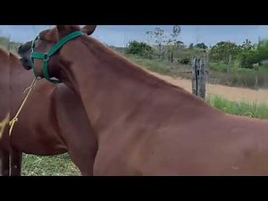 Horse love with mare creampie #viralreels #viralreelschallenge #naturelovers #viral