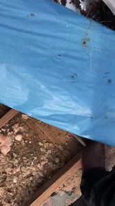 Carpet python Elanora | Hudson Snake Catching - Gold Coast Snake Catcher | Facebook