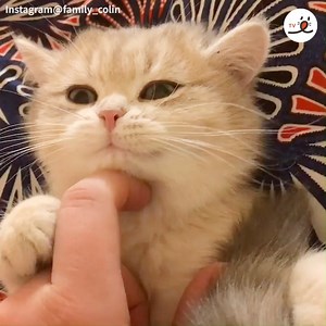 2.1K views · 173 reactions | Squishy Squishy Kitty Cat✨ | PECO | Facebook