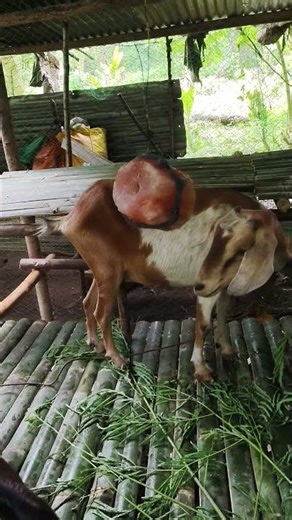 First Three Goats on My Farm | Goat Farming for Beginners