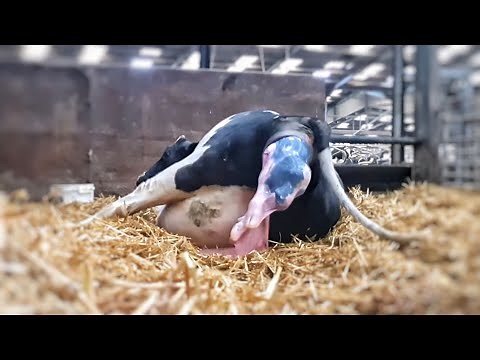 COW GIVING BIRTH | The Hoof GP