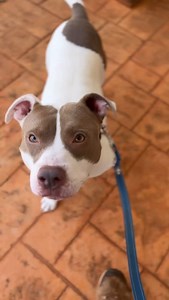 Hey y’all it’s me, Walter!! My friends told me to hop on and tell you a little about myself. I’ve been a little overwhelmed these past few days. I’m not used to the shelter life so I’m looking for a foster or adoptive home. So that you know, I’m just a lil guy. I’m practically small enough to fit in your pocket (that’s what my friends say they wish they could do with me). I’m two years old, which is one of the best years because I know all of the things!! I know sit, I know how to potty outside,