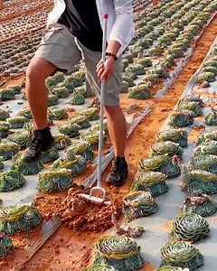 2.6K views | Day to day life behind a farmer's work! ✨ | Design | Facebook