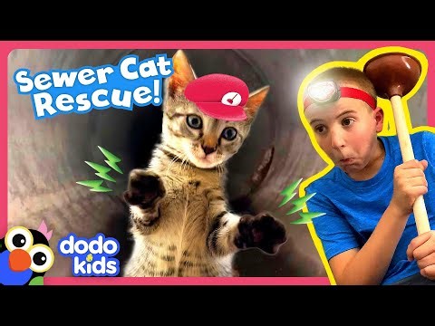 Rescuer Saves Kitten By Doing WHAT?! | Dodo Kids | Rescued!