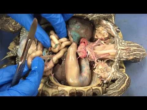 Turtle Dissection - Spring 2017