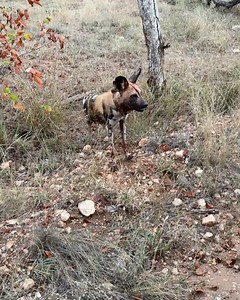 Wildlife With Cookie on Reels