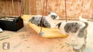 32 reactions | awesome cute puppies ! WE LOVE BORDER COLLIES ! | Border Collies | Facebook