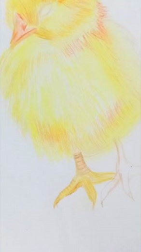 Drawing a chick 🐣 And coloured it 😍 #pencilart #drawing #colouring | Sha5beet portraits
