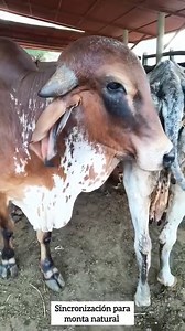 12K views · 592 reactions | Sincronización para toro gyr #gyr #toro 溺拏 | 퐀퐆퐑퐎퐏퐄퐂퐔퐀퐑퐈퐎-Mvz | Facebook