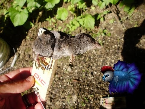 Guide to How to Trap Voles and Moles