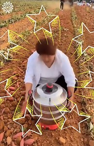 Explore this beautiful fruit garden paradise | Nifty & Thrifty | Facebook