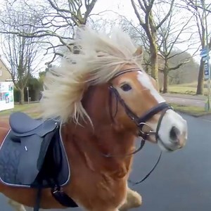 55K views · 485 reactions | Catch me if you can!  Credit: JukinVideo | Beauty Within | Facebook