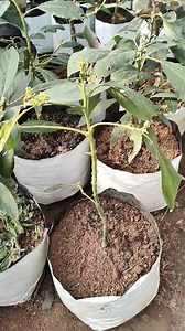 Grafted Avocado 🥑 Plants Available Now ! Contact 014518921 Agromart Pvt LTD | AgroMart - Agricultural Marketplace Nepal