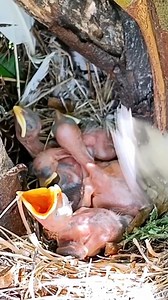 Daily African Animals on Reels