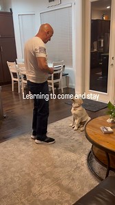 #yellowlab #yellowlablove #yellowlabradorretriever #yellowlabradorretrievers #lab #labrador #lab #lablove #labradorretriever #labradorretrieversofinstagram #labsofinstagram #labsofinstagram #englishlab #englishlabradorsofinstagram #englishlabs #englishlabsofinstagram #englishlabpuppy #englishlabradorretrievers | Clarke Paris