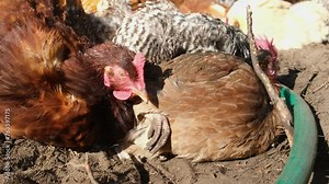 Close up and ground level shot of hens sunbathing and wallowing in dry warm dirt or soil while chickens being cage free raised in back yard enclosure.