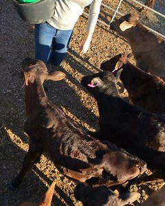 44 reactions | Feeding hour  #kirbyscalfrescue | Kirbys Calf Rescue | Facebook