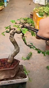 Pemotongan bagian atas mahkota pada bonsai. Galeri Pot Bunga & Bonsai #bonsaimania #bonsailovers #bonsaitips #bonsaiinspiration #bonsaimaking #DIY #tutorial | Galeri Pot Bunga & Bonsai