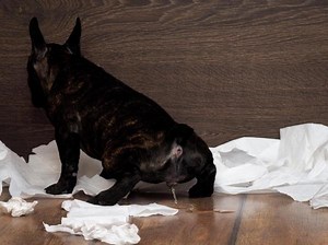 6 Natural Dog Repellents - Homemade and Safe for Dogs