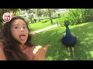 Funny Peacock Attacking People - Funniest Animals Videos 2019