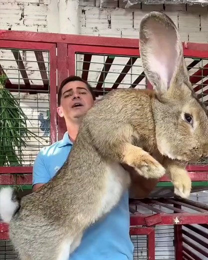 19K views · 343 reactions | Flemish Giant rabbit..  | BigChelebi | Facebook