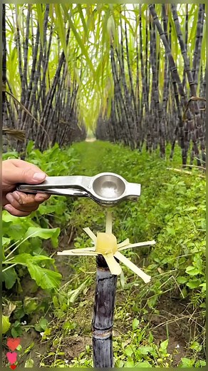 Extracting Fresh Juice from Sugarcane: A Step-by-Step Guide