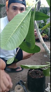 propagation kalachuchi in 24days tutorial planting #virals #facebook #reels #reelsvideos | Jayson M. Gaylan