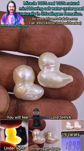 Miracle 100% real 100% natural mind blowing salt water oyster pearl naturally in Shivalingam formation. | shivamrudraksha.com | Facebook