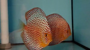 27 reactions · 18 shares | Discus Pairs - by Chens Discus | Discus Campus | Facebook